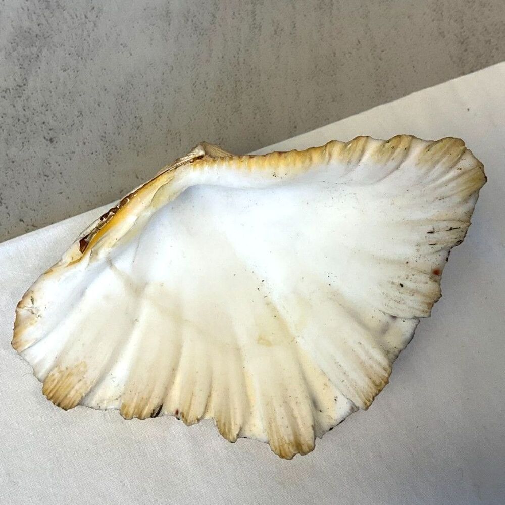 Bear Paw Clam Shell Half Shell NJ Shore Must See
